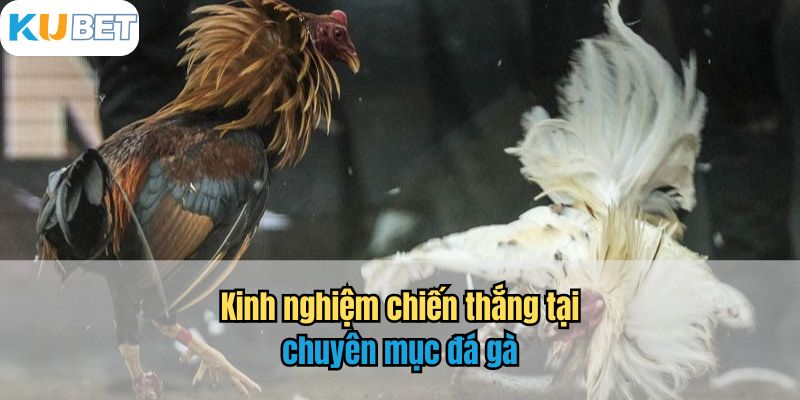 Kinh nghiệm chiến thắng tại chuyên mục đá gà 