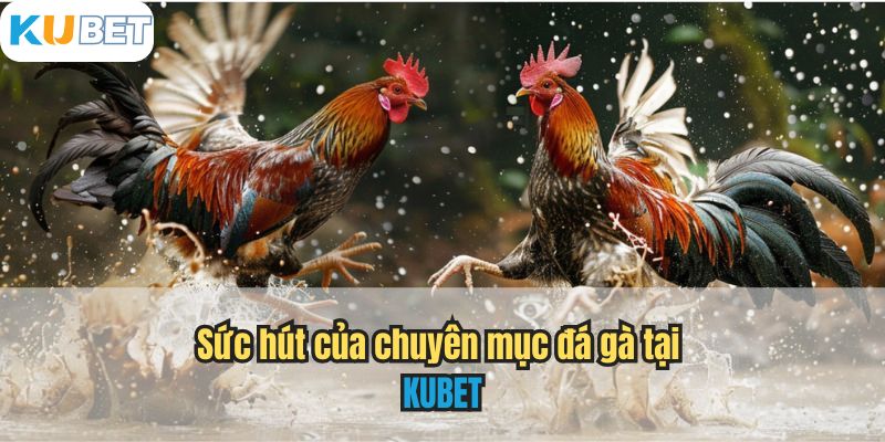 Sức hút của chuyên mục đá gà tại KUBET